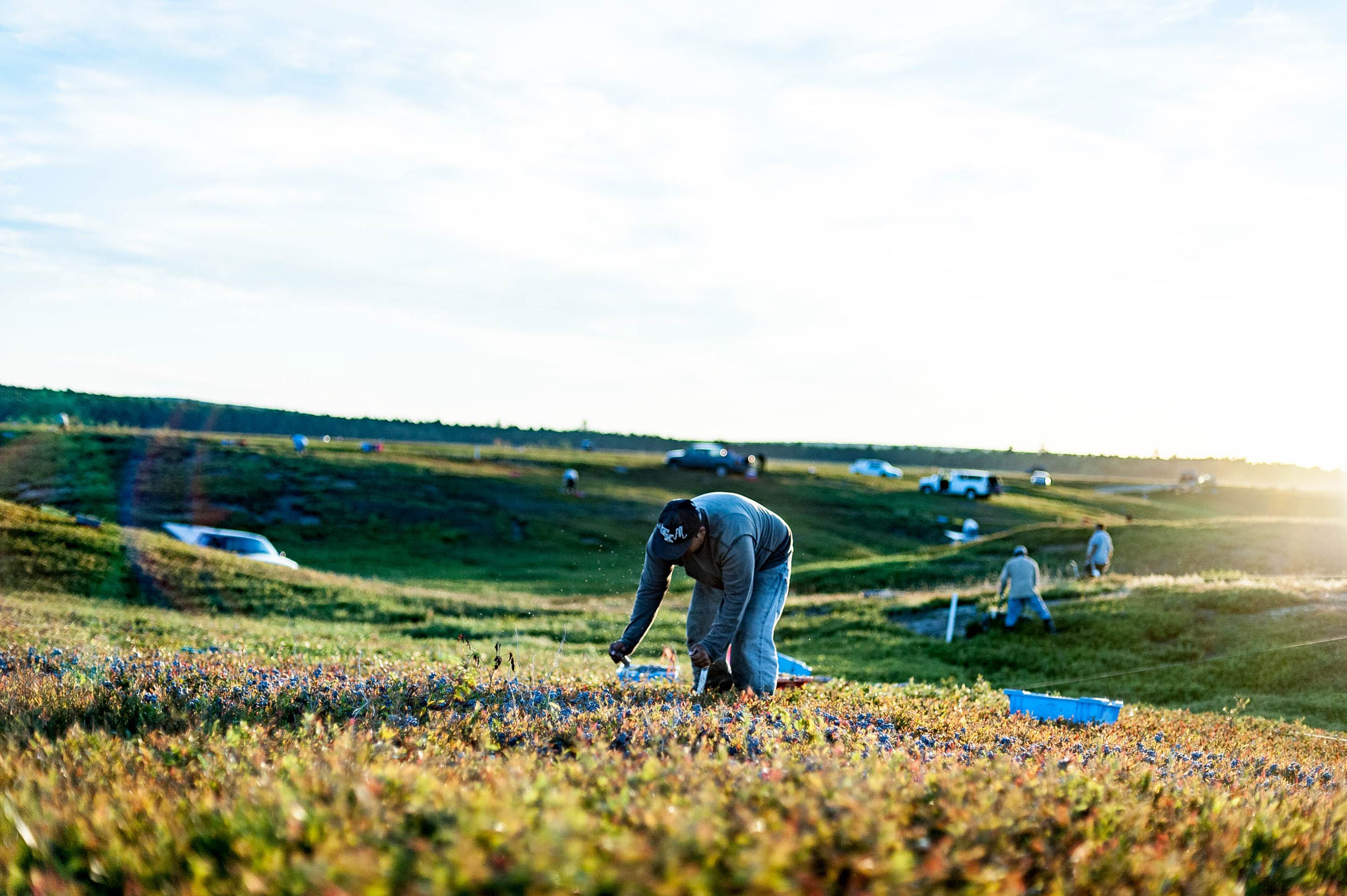 Farming-14